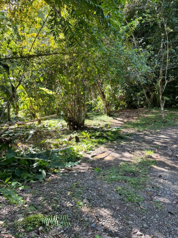 lote 3